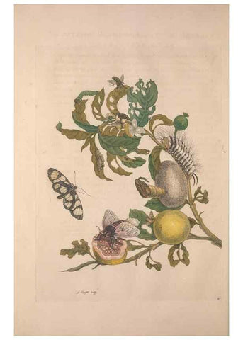 Reproducción/Reproduction 8506183975: Metamorphosis insectorum surinamensium.. Amsterdam :Voor den auteur, als ook by G. Valck,[1705]