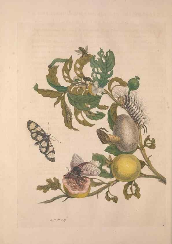 Reproducción/Reproduction 8506183975: Metamorphosis insectorum surinamensium.. Amsterdam :Voor den auteur, als ook by G. Valck,[1705]