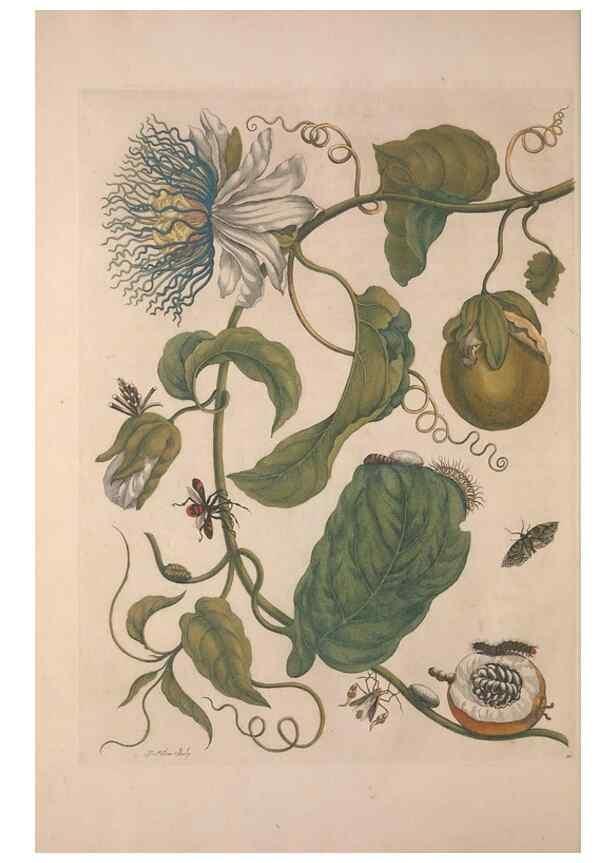 Reproducción/Reproduction 8507296250: Metamorphosis insectorum surinamensium.. Amsterdam :Voor den auteur, als ook by G. Valck,[1705]
