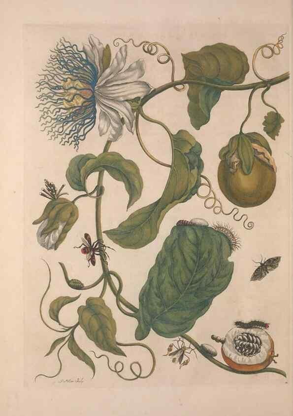 Reproducción/Reproduction 8507296250: Metamorphosis insectorum surinamensium.. Amsterdam :Voor den auteur, als ook by G. Valck,[1705]