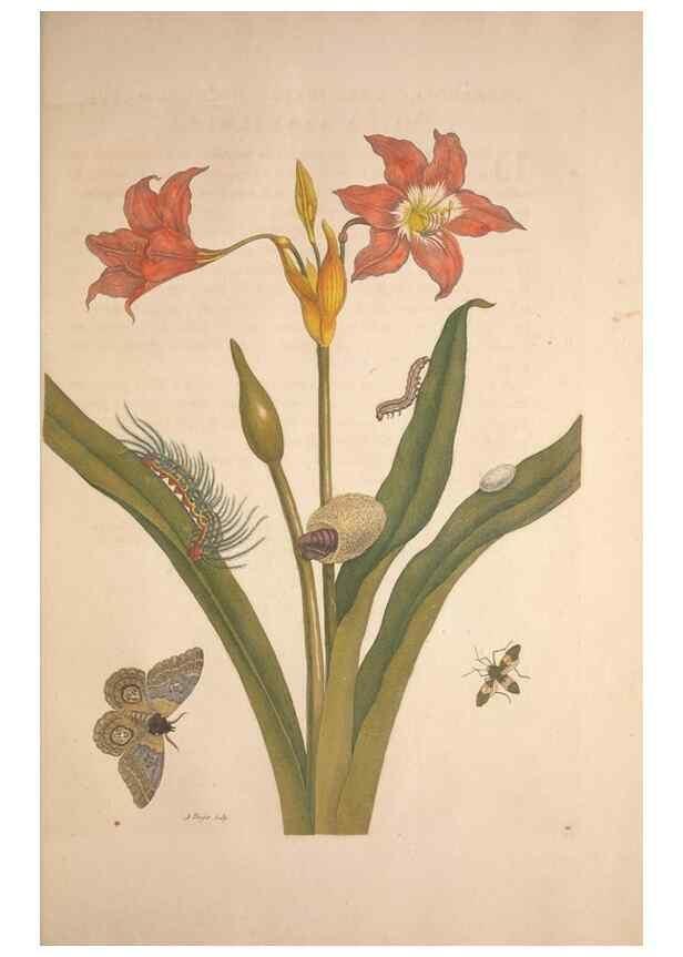Reproducción/Reproduction 8507297082: Metamorphosis insectorum surinamensium.. Amsterdam :Voor den auteur, als ook by G. Valck,[1705]