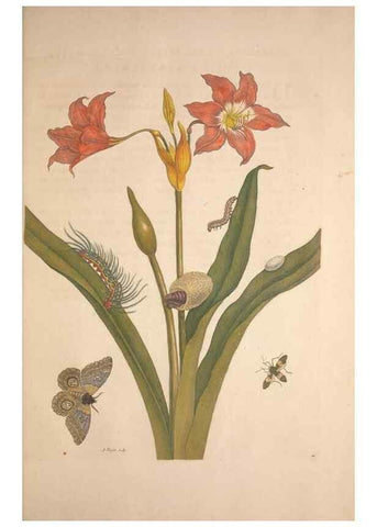Reproducción/Reproduction 8507297082: Metamorphosis insectorum surinamensium.. Amsterdam :Voor den auteur, als ook by G. Valck,[1705]