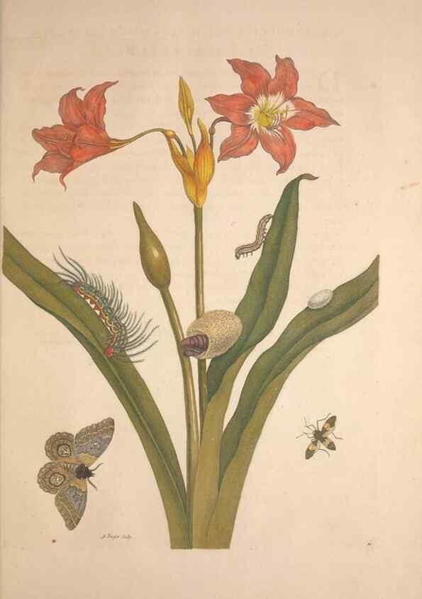 Reproducción/Reproduction 8507297082: Metamorphosis insectorum surinamensium.. Amsterdam :Voor den auteur, als ook by G. Valck,[1705]