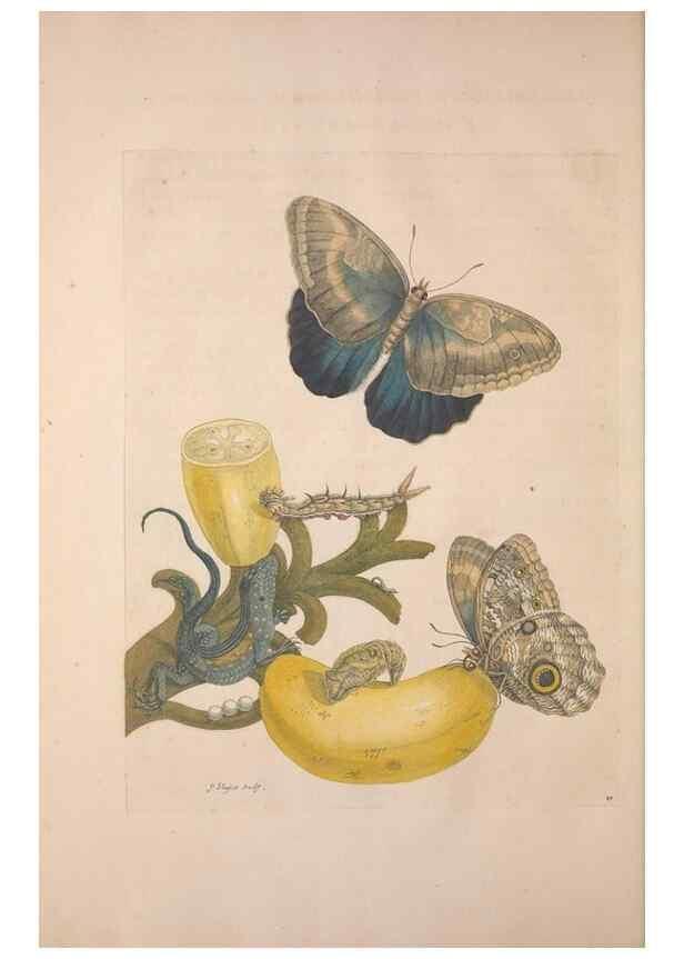 Reproducción/Reproduction 8507297606: Metamorphosis insectorum surinamensium.. Amsterdam :Voor den auteur, als ook by G. Valck,[1705]