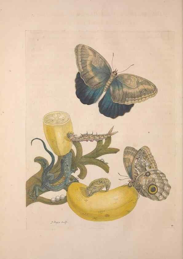 Reproducción/Reproduction 8507297606: Metamorphosis insectorum surinamensium.. Amsterdam :Voor den auteur, als ook by G. Valck,[1705]