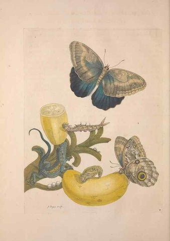 Reproducción/Reproduction 8507297606: Metamorphosis insectorum surinamensium.. Amsterdam :Voor den auteur, als ook by G. Valck,[1705]