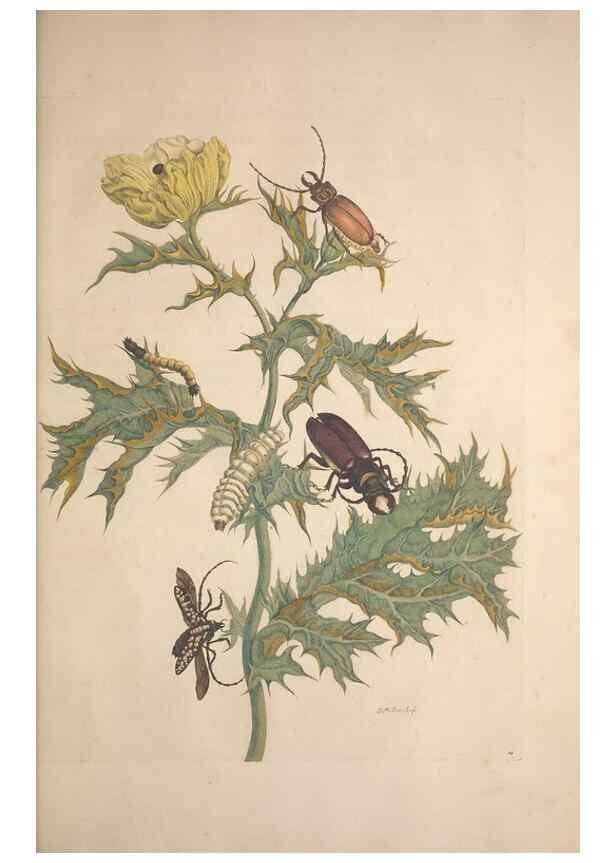Reproducción/Reproduction 8507298080: Metamorphosis insectorum surinamensium.. Amsterdam :Voor den auteur, als ook by G. Valck,[1705]