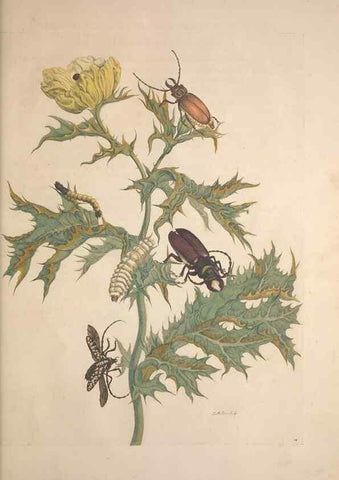 Reproducción/Reproduction 8507298080: Metamorphosis insectorum surinamensium.. Amsterdam :Voor den auteur, als ook by G. Valck,[1705]