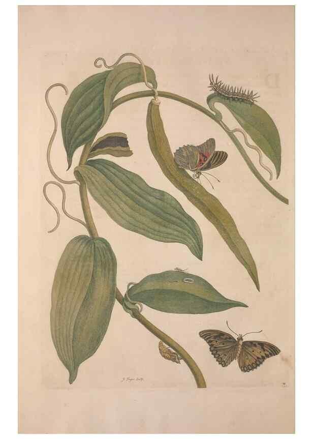 Reproducción/Reproduction 8507298784: Metamorphosis insectorum surinamensium.. Amsterdam :Voor den auteur, als ook by G. Valck,[1705]