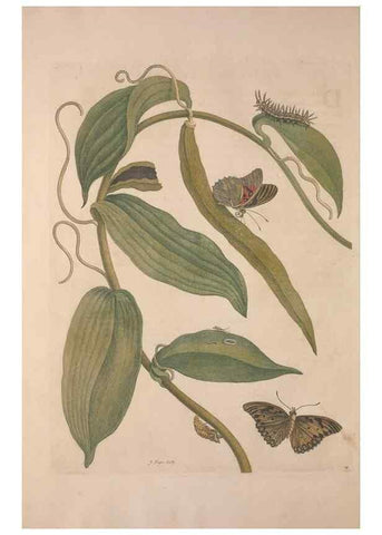 Reproducción/Reproduction 8507298784: Metamorphosis insectorum surinamensium.. Amsterdam :Voor den auteur, als ook by G. Valck,[1705]