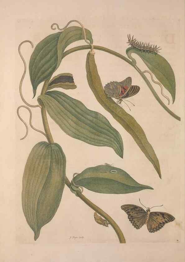 Reproducción/Reproduction 8507298784: Metamorphosis insectorum surinamensium.. Amsterdam :Voor den auteur, als ook by G. Valck,[1705]