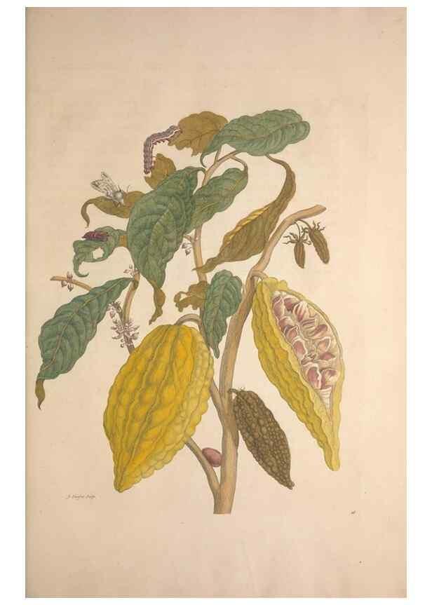 Reproducción/Reproduction 8506188635: Metamorphosis insectorum surinamensium.. Amsterdam :Voor den auteur, als ook by G. Valck,[1705]
