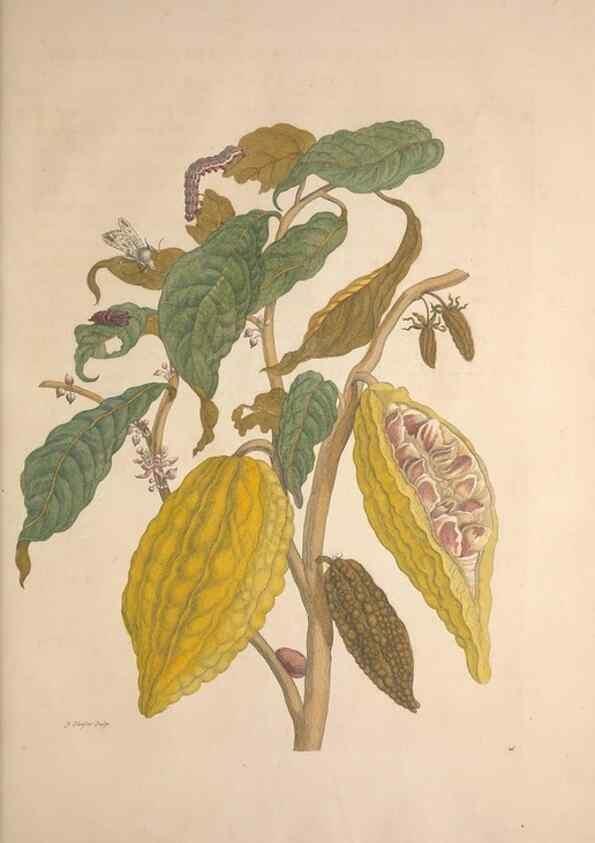 Reproducción/Reproduction 8506188635: Metamorphosis insectorum surinamensium.. Amsterdam :Voor den auteur, als ook by G. Valck,[1705]