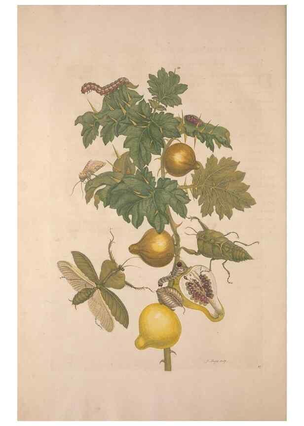 Reproducción/Reproduction 8507299842: Metamorphosis insectorum surinamensium.. Amsterdam :Voor den auteur, als ook by G. Valck,[1705]