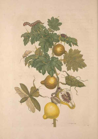 Reproducción/Reproduction 8507299842: Metamorphosis insectorum surinamensium.. Amsterdam :Voor den auteur, als ook by G. Valck,[1705]