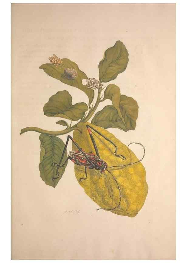 Reproducción/Reproduction 8506189799: Metamorphosis insectorum surinamensium.. Amsterdam :Voor den auteur, als ook by G. Valck,[1705]