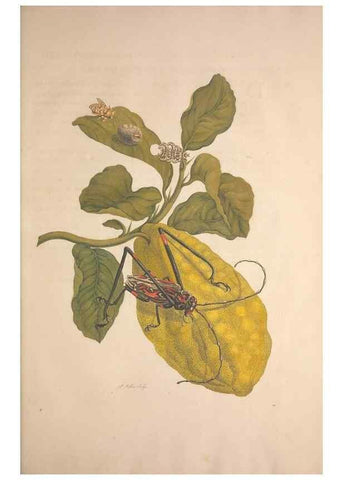 Reproducción/Reproduction 8506189799: Metamorphosis insectorum surinamensium.. Amsterdam :Voor den auteur, als ook by G. Valck,[1705]
