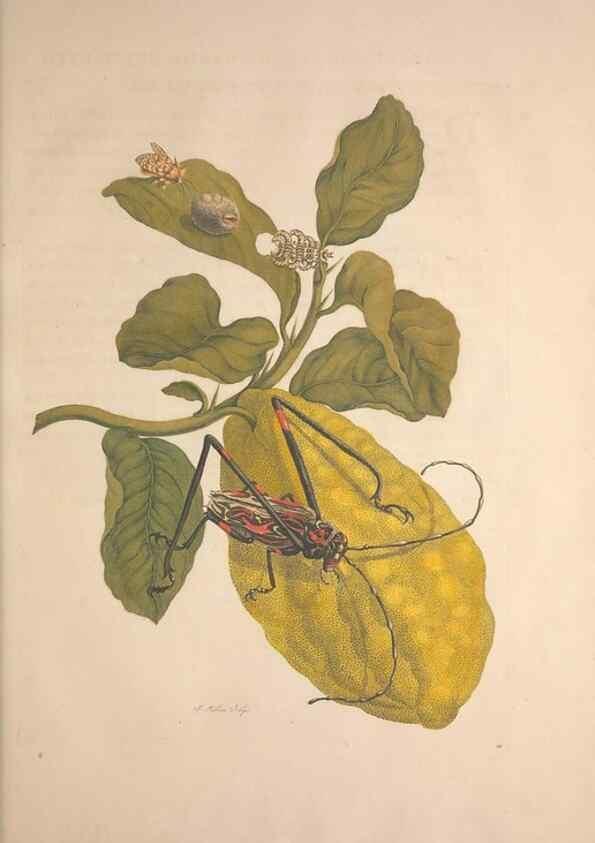 Reproducción/Reproduction 8506189799: Metamorphosis insectorum surinamensium.. Amsterdam :Voor den auteur, als ook by G. Valck,[1705]