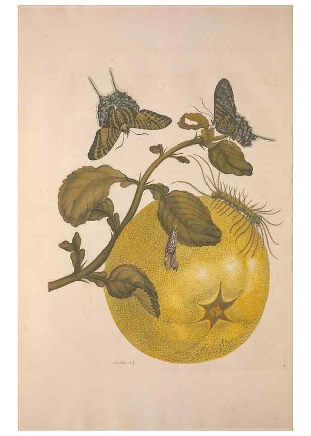 Reproducción/Reproduction 8507301510: Metamorphosis insectorum surinamensium.. Amsterdam :Voor den auteur, als ook by G. Valck,[1705]