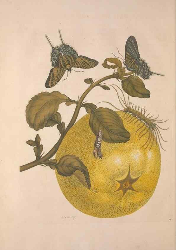 Reproducción/Reproduction 8507301510: Metamorphosis insectorum surinamensium.. Amsterdam :Voor den auteur, als ook by G. Valck,[1705]