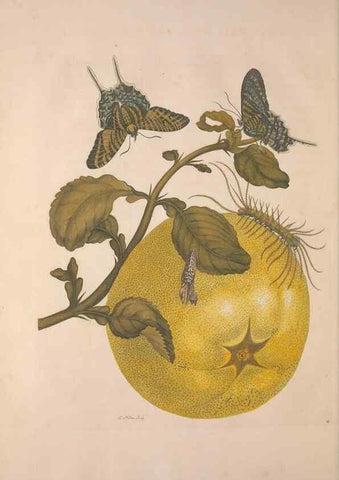 Reproducción/Reproduction 8507301510: Metamorphosis insectorum surinamensium.. Amsterdam :Voor den auteur, als ook by G. Valck,[1705]