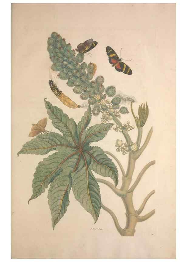 Reproducción/Reproduction 8506191439: Metamorphosis insectorum surinamensium.. Amsterdam :Voor den auteur, als ook by G. Valck,[1705]