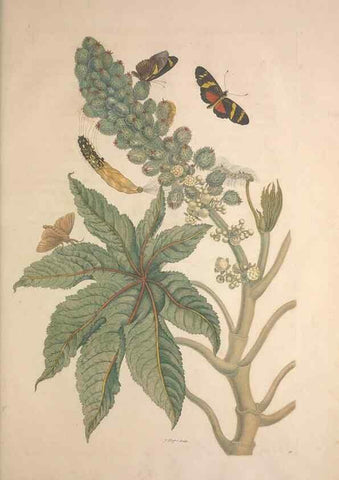 Reproducción/Reproduction 8506191439: Metamorphosis insectorum surinamensium.. Amsterdam :Voor den auteur, als ook by G. Valck,[1705]