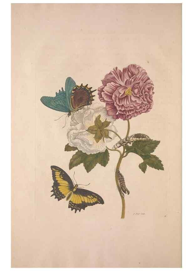 Reproducción/Reproduction 8507302550: Metamorphosis insectorum surinamensium.. Amsterdam :Voor den auteur, als ook by G. Valck,[1705]