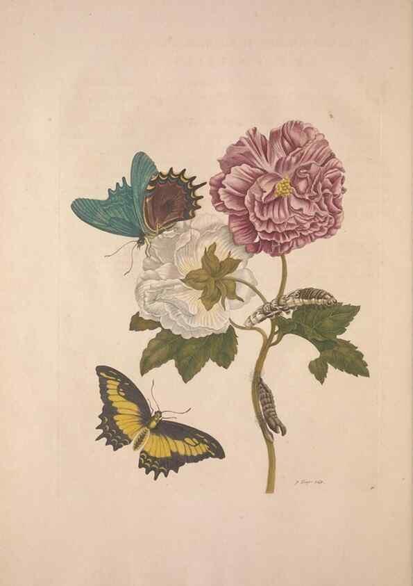 Reproducción/Reproduction 8507302550: Metamorphosis insectorum surinamensium.. Amsterdam :Voor den auteur, als ook by G. Valck,[1705]