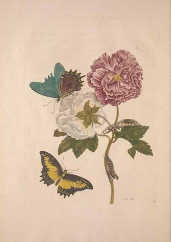 Reproducción/Reproduction 8507302550: Metamorphosis insectorum surinamensium.. Amsterdam :Voor den auteur, als ook by G. Valck,[1705]