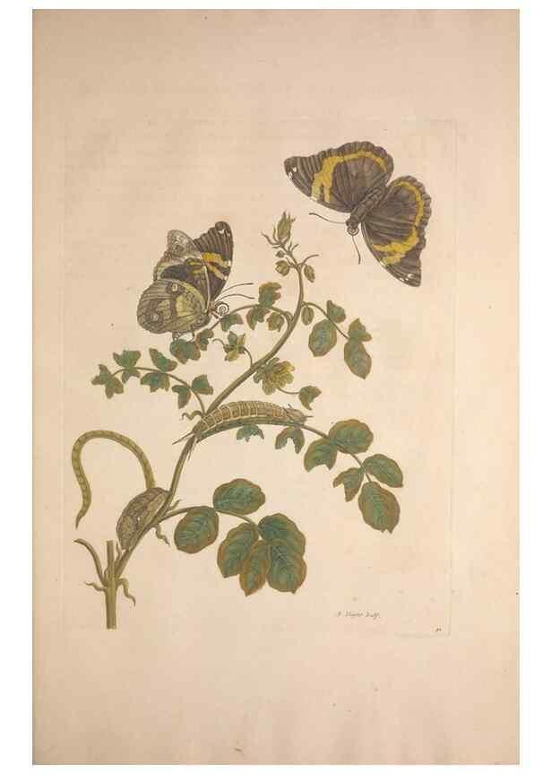 Reproducción/Reproduction 8507302988: Metamorphosis insectorum surinamensium.. Amsterdam :Voor den auteur, als ook by G. Valck,[1705]