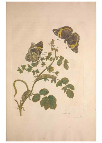 Reproducción/Reproduction 8507302988: Metamorphosis insectorum surinamensium.. Amsterdam :Voor den auteur, als ook by G. Valck,[1705]