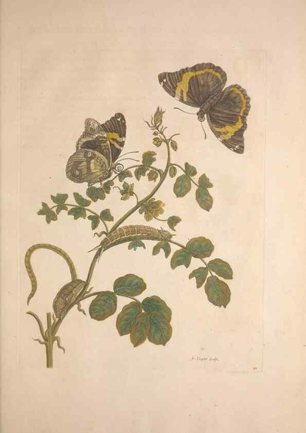 Reproducción/Reproduction 8507302988: Metamorphosis insectorum surinamensium.. Amsterdam :Voor den auteur, als ook by G. Valck,[1705]