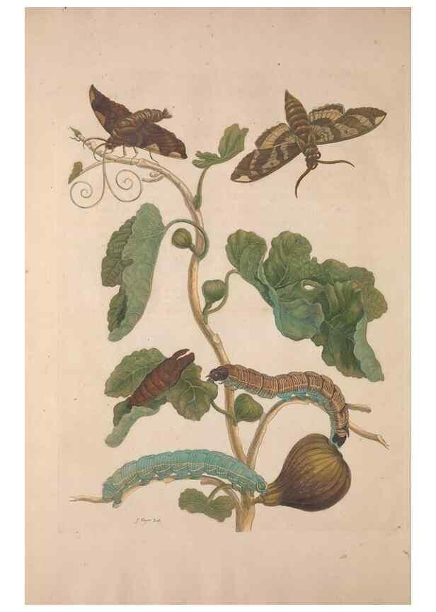 Reproducción/Reproduction 8507303512: Metamorphosis insectorum surinamensium.. Amsterdam :Voor den auteur, als ook by G. Valck,[1705]