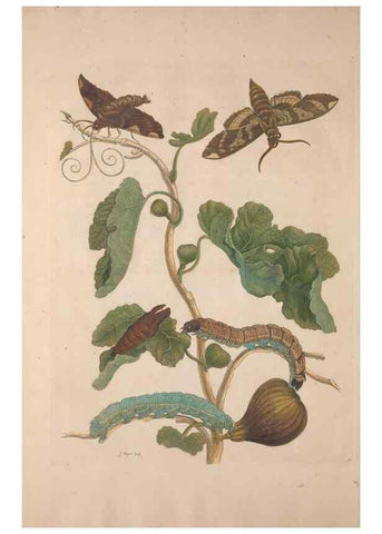 Reproducción/Reproduction 8507303512: Metamorphosis insectorum surinamensium.. Amsterdam :Voor den auteur, als ook by G. Valck,[1705]