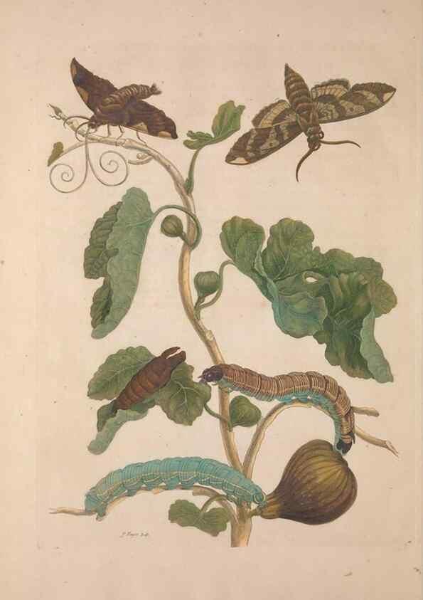 Reproducción/Reproduction 8507303512: Metamorphosis insectorum surinamensium.. Amsterdam :Voor den auteur, als ook by G. Valck,[1705]