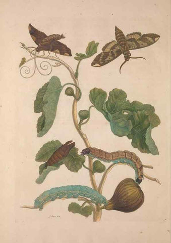 Reproducción/Reproduction 8507303512: Metamorphosis insectorum surinamensium.. Amsterdam :Voor den auteur, als ook by G. Valck,[1705]