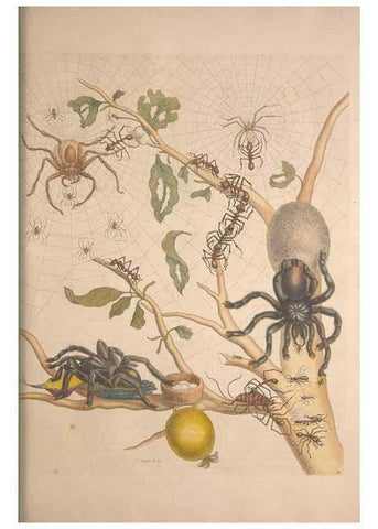 Reproducción/Reproduction 8506183243: Metamorphosis insectorum surinamensium.. Amsterdam :Voor den auteur, als ook by G. Valck,[1705]