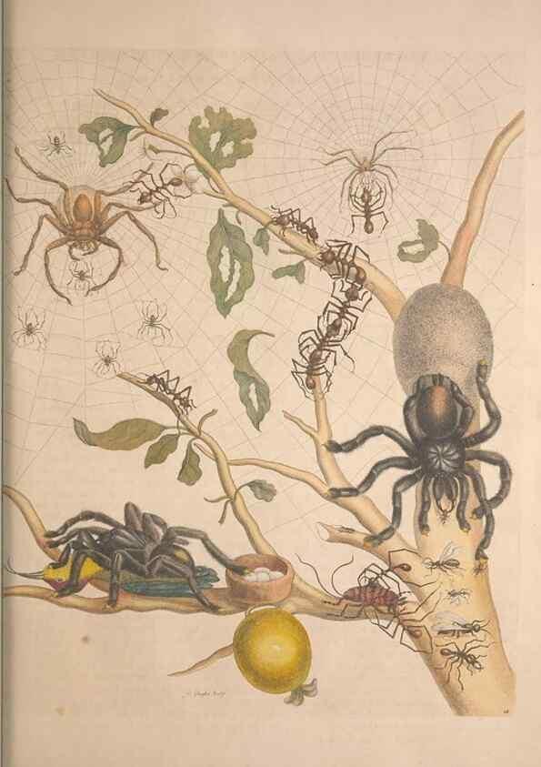 Reproducción/Reproduction 8506183243: Metamorphosis insectorum surinamensium.. Amsterdam :Voor den auteur, als ook by G. Valck,[1705]