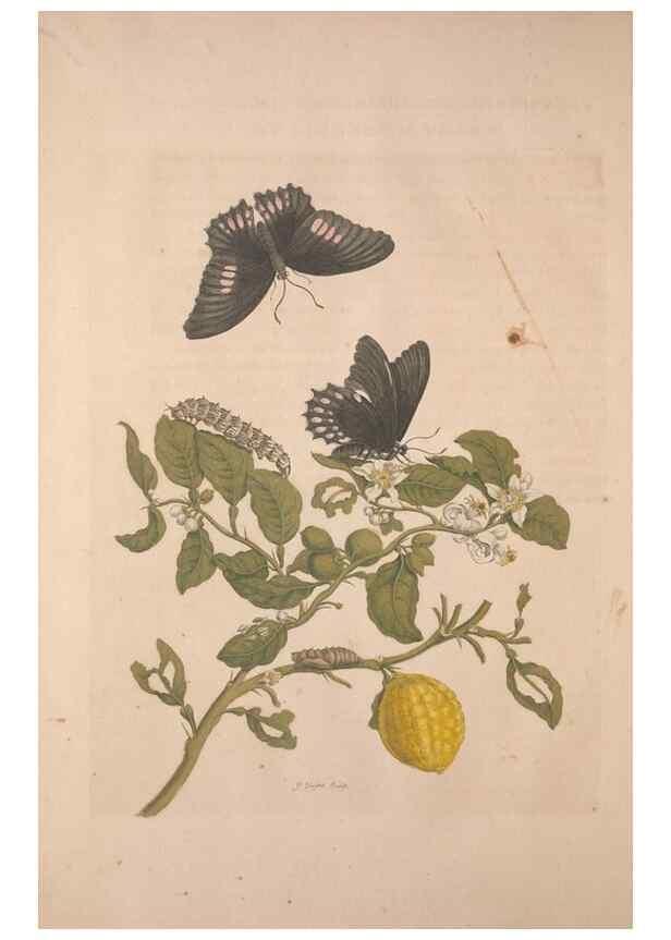 Reproducción/Reproduction 8506182595: Metamorphosis insectorum surinamensium.. Amsterdam :Voor den auteur, als ook by G. Valck,[1705]