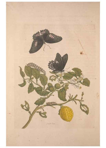 Reproducción/Reproduction 8506182595: Metamorphosis insectorum surinamensium.. Amsterdam :Voor den auteur, als ook by G. Valck,[1705]