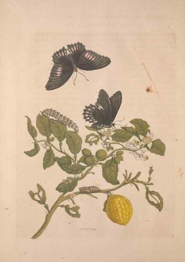 Reproducción/Reproduction 8506182595: Metamorphosis insectorum surinamensium.. Amsterdam :Voor den auteur, als ook by G. Valck,[1705]