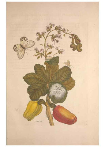 Reproducción/Reproduction 8507292940: Metamorphosis insectorum surinamensium.. Amsterdam :Voor den auteur, als ook by G. Valck,[1705]