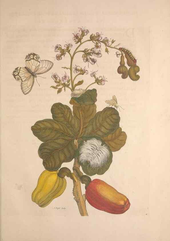 Reproducción/Reproduction 8507292940: Metamorphosis insectorum surinamensium.. Amsterdam :Voor den auteur, als ook by G. Valck,[1705]