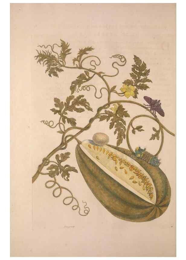 Reproducción/Reproduction 8506181661: Metamorphosis insectorum surinamensium.. Amsterdam :Voor den auteur, als ook by G. Valck,[1705]