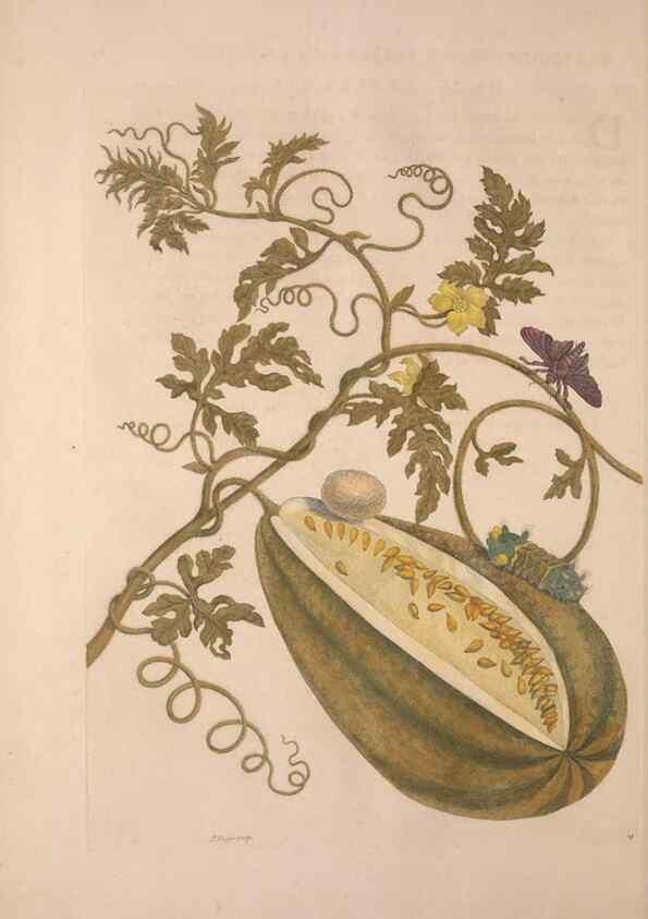 Reproducción/Reproduction 8506181661: Metamorphosis insectorum surinamensium.. Amsterdam :Voor den auteur, als ook by G. Valck,[1705]