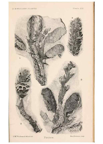 Reproducción/Reproduction 8496823077: Catalogue of the Mesozoic plants in the Department of Geology, British Museum (Natural History). London,Trustees of the B.M.,1894-1915.