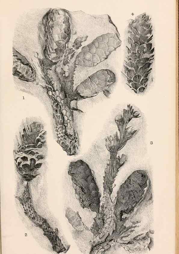Reproducción/Reproduction 8496823077: Catalogue of the Mesozoic plants in the Department of Geology, British Museum (Natural History). London,Trustees of the B.M.,1894-1915.