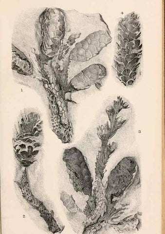 Reproducción/Reproduction 8496823077: Catalogue of the Mesozoic plants in the Department of Geology, British Museum (Natural History). London,Trustees of the B.M.,1894-1915.