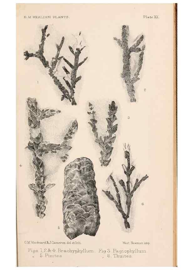 Reproducción/Reproduction 8496823541: Catalogue of the Mesozoic plants in the Department of Geology, British Museum (Natural History). London,Trustees of the B.M.,1894-1915.